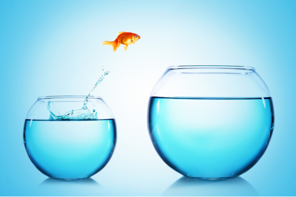 Goldfish leaping out of bowl